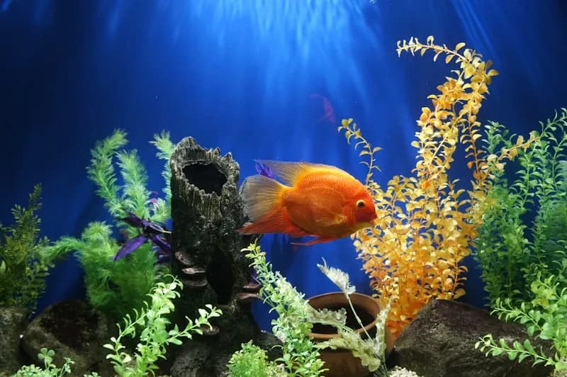 How to Clean Your Aquarium: Complete Step-by-Step Guide